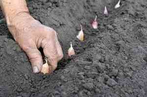 レニングラード地域の秋にニンニクを植えるためのルール
