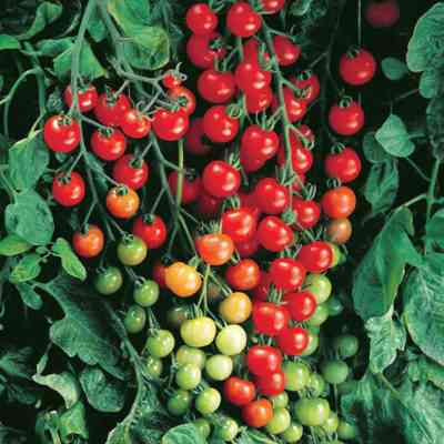 ナシ型トマトの特徴