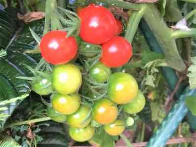 トマトの苗の害虫に対処する方法