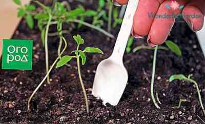 トマトの苗の成長を刺激する方法
