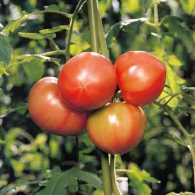 いつ、どのようにトマトを種で植えるか