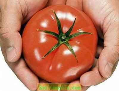 トマトの説明と特徴ヘビー級シベリア