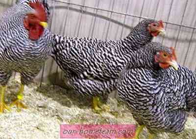 鶏の品種アムロクスの特徴