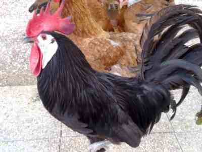 鶏の品種モスクワブラック