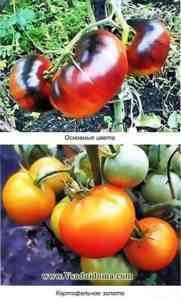 トマト品種リャンの説明