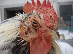 一般的な鶏の病気