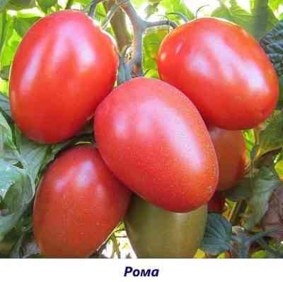 トマト品種イーグルハートの特徴
