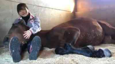 馬が通常眠る方法