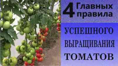 トマトの給餌ルール