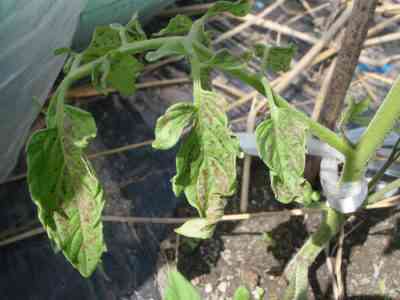 トマトの苗の枯れた葉：原因と解決策