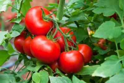 トマトの成長と利益