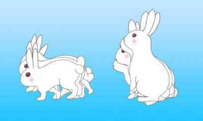 ウサギの糞を使用するための肯定的な資質とルール