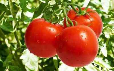 ピーマンとトマトを1つの温室に植えるための規則