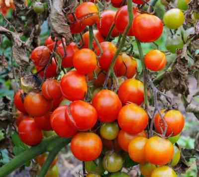 フィトフトラ耐性トマト品種