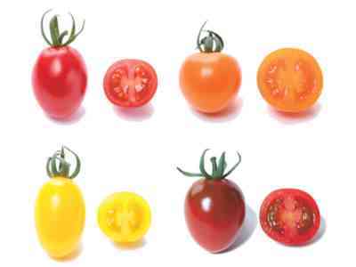 2018年のトマトの最高の品種の説明