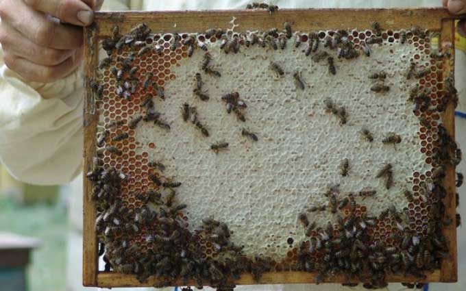 養蜂場の生産性-ハイブはどのくらいの蜂蜜を与えますか