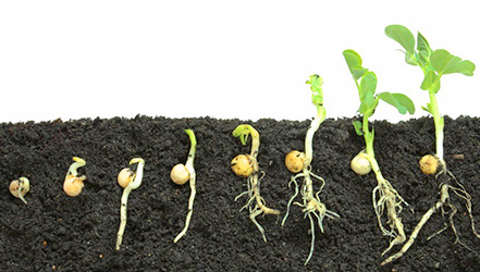 エンドウ豆の成長段階