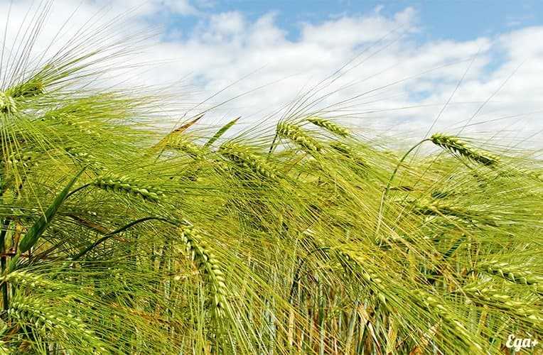 パール大麦, カロリー, 利点と害, 有用な特性