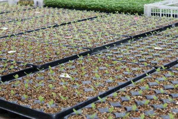 植物を育てる基質としてのバーミキュライト-水耕栽培