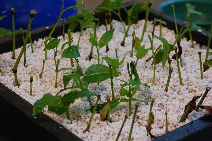 植物を育てる基質としてのパーライト-水耕栽培