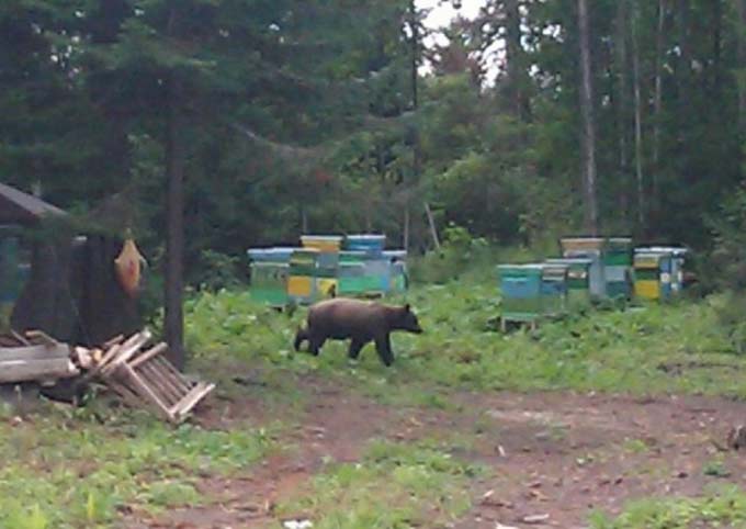 養蜂場のクマ