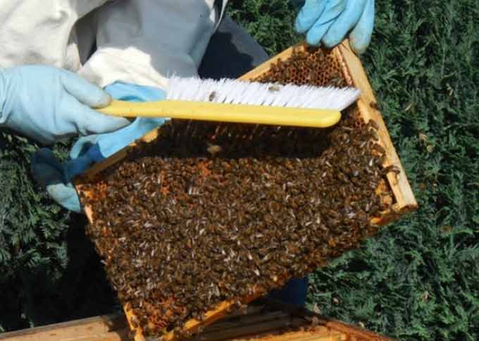 掃除するミツバチ
