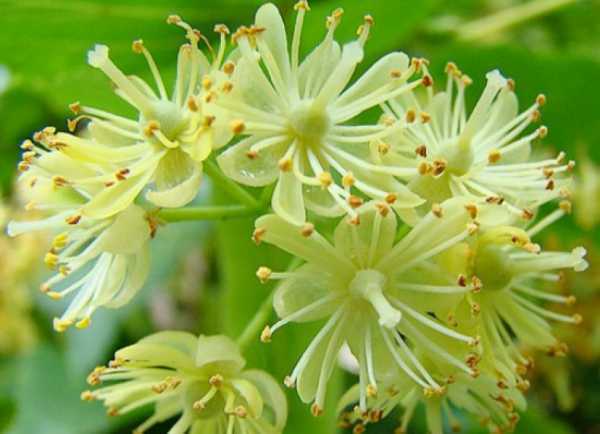 バシキールの蜜源植物-開花時期の概要