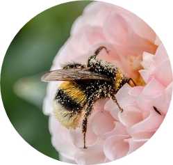 ミツバチと花粉の摂取に対する禁忌