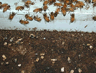 ミツバチの死骸による治療の特徴