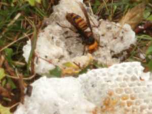 ミツバチの芯を作る方法は？