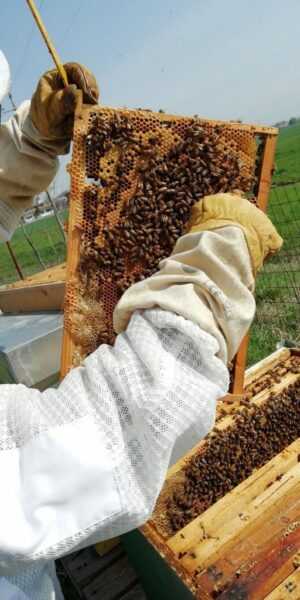 ミツバチの越冬後の春に養蜂場で何をする必要があるか