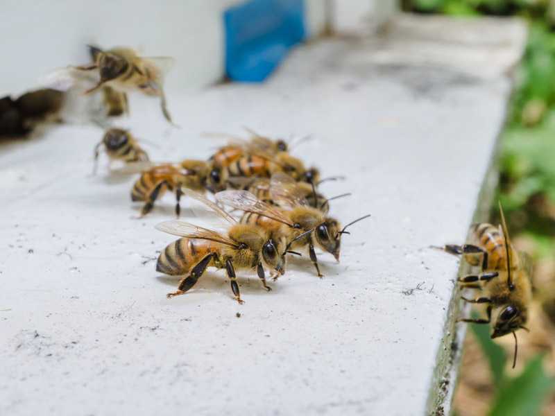 ミツバチを治療するための抗生物質の使用
