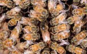 中央ロシアのミツバチの品種：その主な特徴