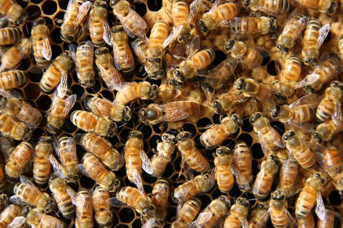 二女王蜂の養蜂：方法と特徴
