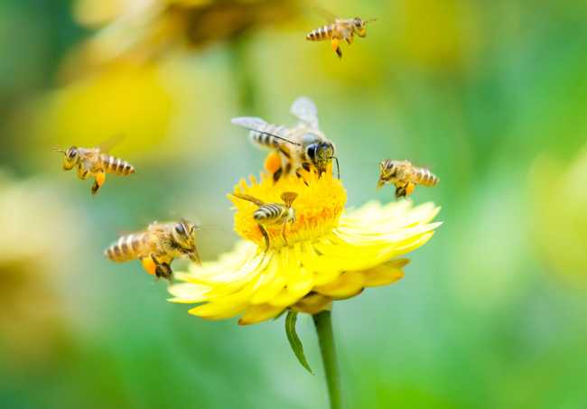 女性のための蜂の花粉