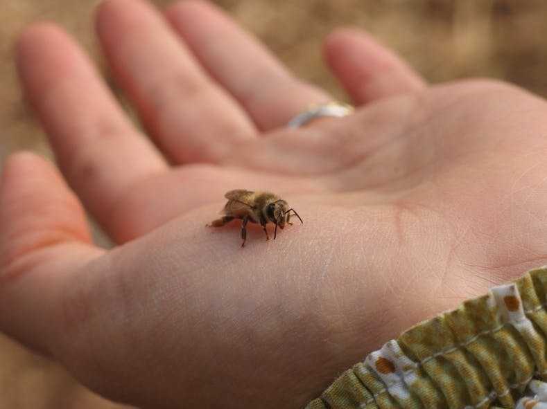 春、秋、冬にミツバチを養うための蜂蜜飼料