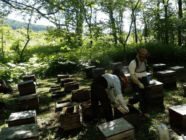 森林地帯への養蜂場の配置