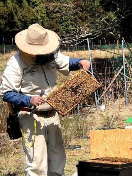 段階的な養蜂場での春の仕事