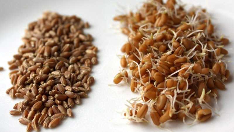 発芽小麦 - 発芽小麦の有用で危険な特性、カロリー、利点と害、有用な特性