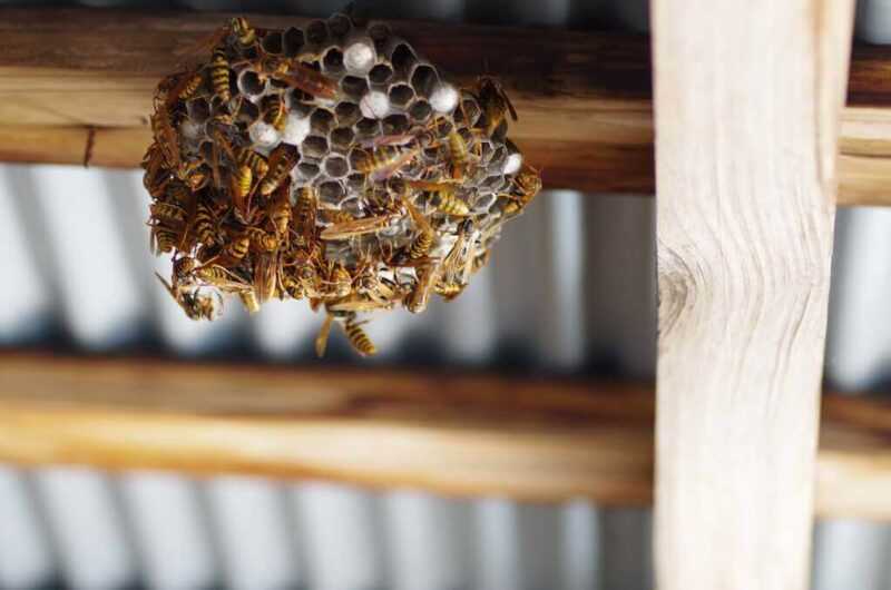 蜂の巣を動かすためのリフト