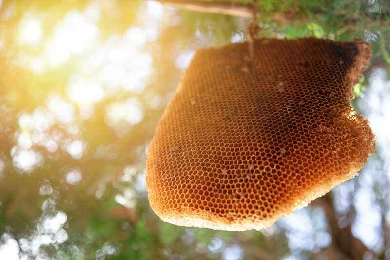 蜂蜜の排水栓が付いている蜂の巣