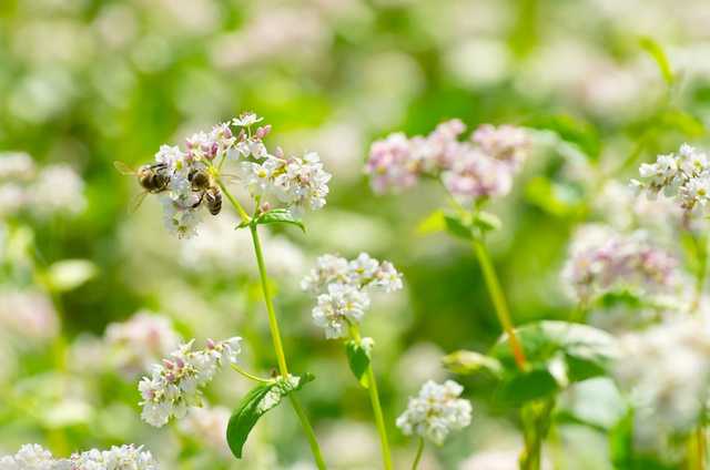 蜂蜜植物としてのソバの利点