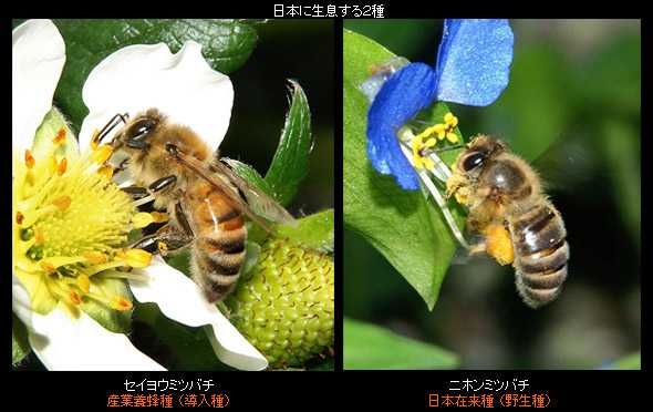 野生のミツバチとミツバチについて知っておくべきこと