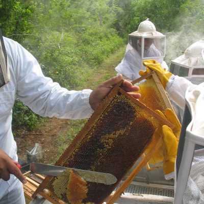 養蜂製品による治療