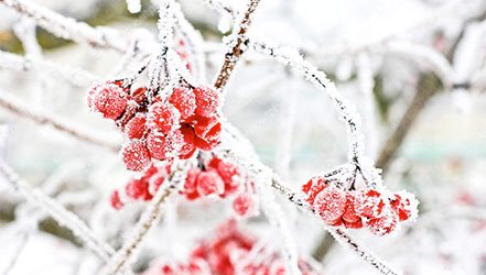 霜で覆われたガマズミ属の木の果実