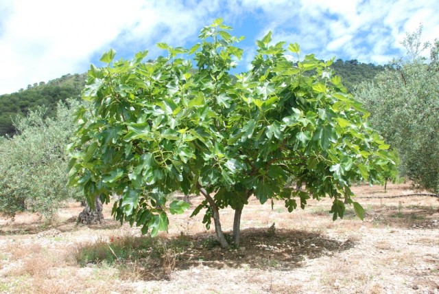 イチジク、またはインビボでのイチジクの木