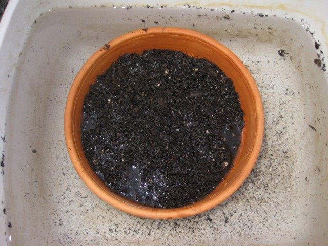 チューリップ球根で土をよく湿らせます