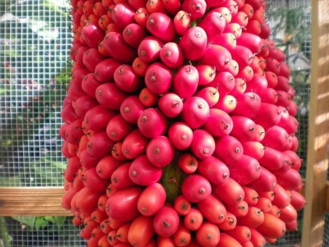 コンニャクのチタン果実