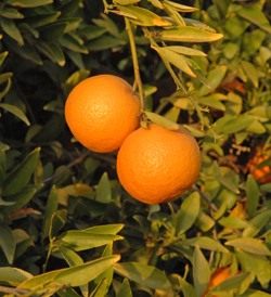 南の茂みに柑橘類がありました...-去る