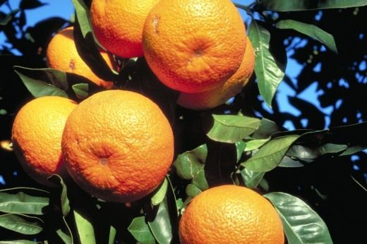 南の茂みに柑橘類がありました...-去る